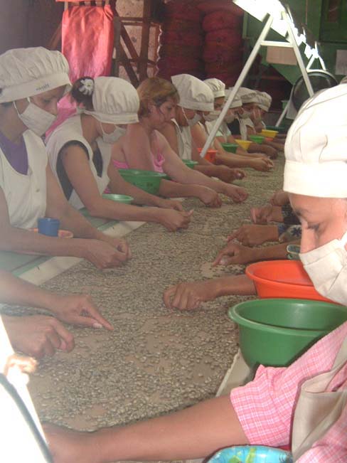 Coffee Workers at the Sol Cafe, Matagalpa, Nicaragua. Photo by Sarah Arnason.