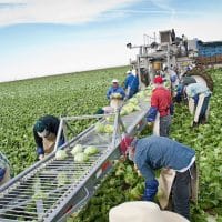 Latino field workers in Yuma, AZ