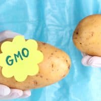 GMO Potato Creator Now Fears Its Impact on Human Health