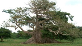 | A Ceiba in the Venezuelan Llanos Archive | MR Online