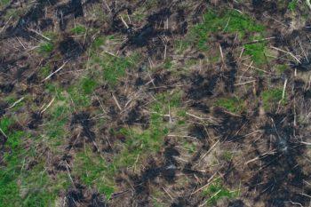 | Views of deforestations aftereffects in the Amazon on Sept 24 2016 The rate of deforestation in Brazil peaked in 2004 and entered a decade of decline but it began to creep up again in 2012 driven by the global commodity boom and an expanding agribusiness sectorPhotos Gabriel Uchida | MR Online