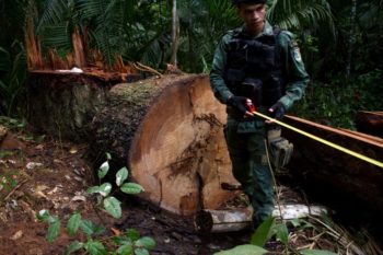 | On patrol with FUNAI and members of the Uru Eu Wau Wau environmental police take stock of the damage wrought by illegal loggers in the tribes territory in Rondônia on April 17 2018 According to the Uru Eu Wau Wau a group of 15 men with machetes can clear lines through 20 kilometers of forest in a weekPhotos Gabriel Uchida | MR Online