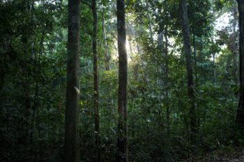 | The true value of forest like this section of Uru Eu Wau Wau territory cannot be quantified and its Indigenous inhabitants dont see it as a repository of resources whether it be gold lumber or carbon credits to be extracted and sold Photo Gabriel Uchida | MR Online