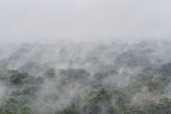 | A view of Uru Eu Wau Wau land in Rondônia on Sept 24 2016 Around 400 ethnic groups across the Amazonian basin envision a sacred corridor of life of contiguous Indigenous territories reaching from the Andes to the Atlantic which would constitute a 500 million acre stretch of rainforest Photo Gabriel Uchida | MR Online