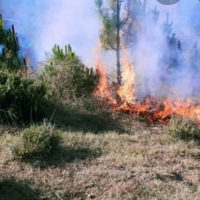 One of the largest forests in Diamer district of Gilgit-Baltistan has caught fire due to unknown reasons. pic via Baig Zada (@anayatbaig)