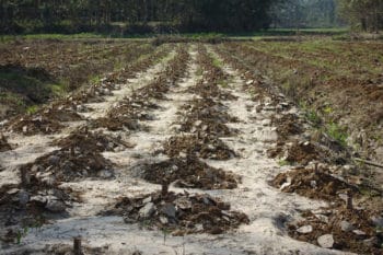 | The women are working on cleaning out the silt but stretches like this one in the middle of fields remain hardened and difficult to clear | MR Online