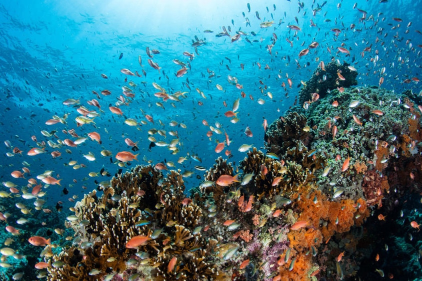 | A coral reef near the Indonesian island of Bali SHUTTERSTOCK | MR Online