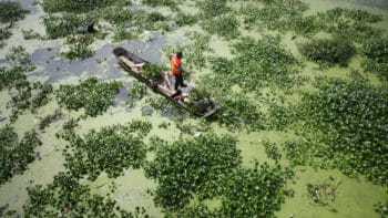 | Water hyacinth an invasive species clogs the Anchang River in Sichuan Province China VISUAL CHINA GROUP VIA GETTY IMAGES | MR Online