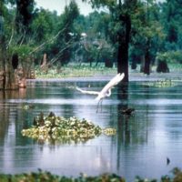 Heron taking flight on the Mississippi River. Image courtesy of EPA