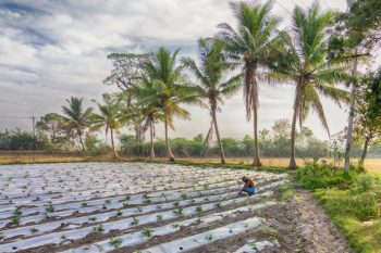 | A farmer tends to his field in India Photo by Aravindan GanesanFlickr | MR Online