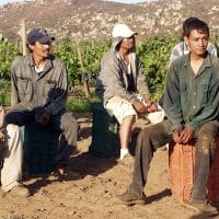 Wikimedia Commons File:Grape workers.jpg - Wikimedia Commons