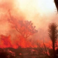 Wildfire in Joshua Tree National Park in 2014 (National Park Service photo).