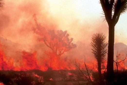 | Wildfire in Joshua Tree National Park in 2014 National Park Service photo | MR Online