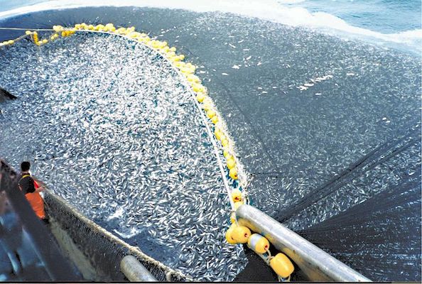 | A trawler reeling in a fishing net containig hunderds of thousands of cod fish an example of overfishing Photo Wikimedia Commons | MR Online