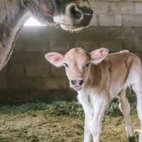 Sexed Semen—Why the Technology of Producing Only Female Calves Should be Opposed Firmly