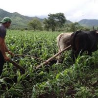 The ATC which represents tens of thousands of farm workers helps run trainings on agroecological food production to help ensure healthy food access for all. Photo: ATC