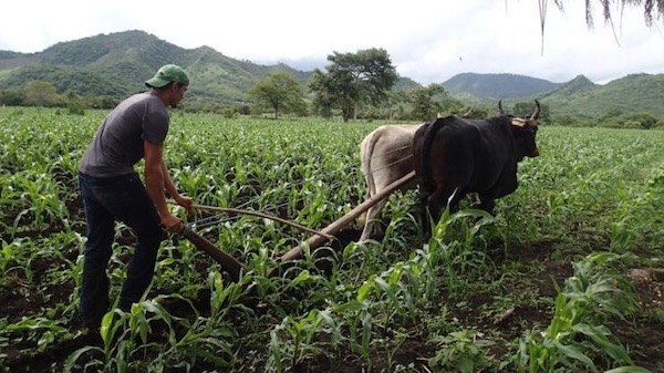 | The ATC which represents tens of thousands of farm workers helps run trainings on agroecological food production to help ensure healthy food access for all Photo ATC | MR Online