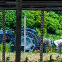 Migrant farm labourers at work in Vittoria, Ontario