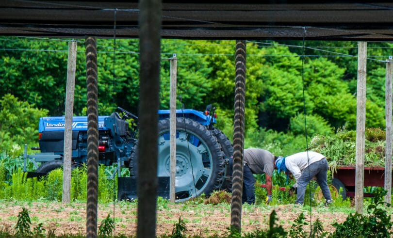 | Migrant farm labourers at work in Vittoria Ontario | MR Online