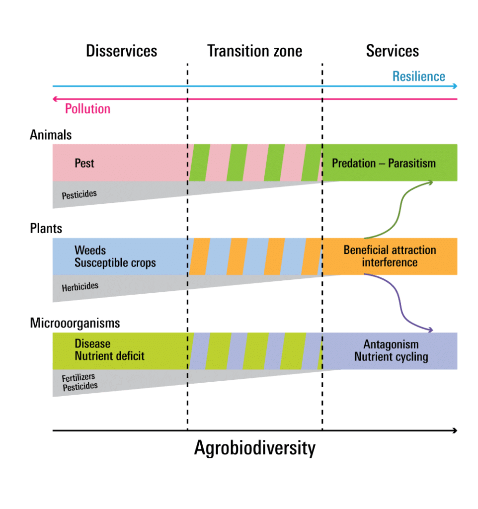 | Agrobiodiversity promotes ecological services | MR Online