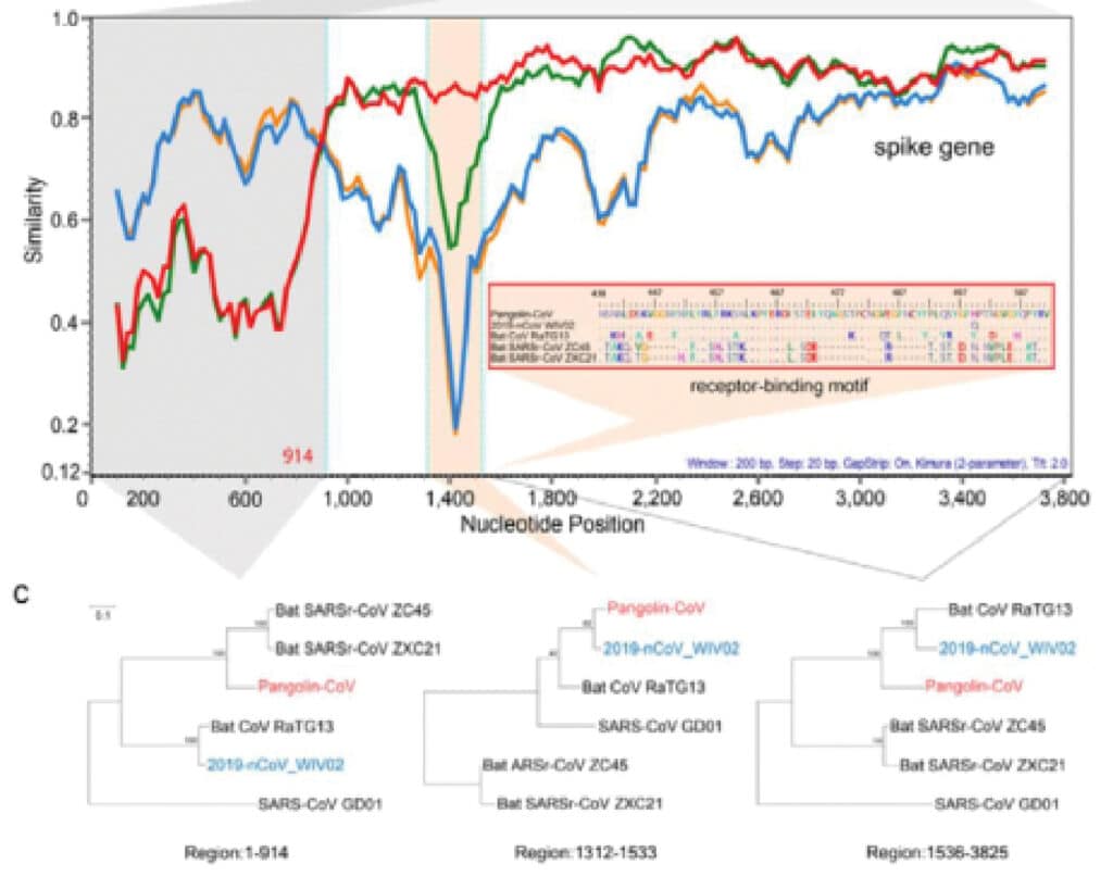 | Similarity plot of the genetics of a pangolin strain of SARS with SARS CoV 2 | MR Online