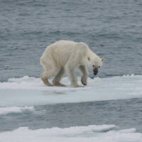 UNDER THREAT: Reduced sea ice due to climate change might cut the polar-bear population by two-thirds by 2050 Photo: Andreas Weith