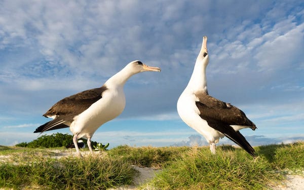 | Albatross famous migratory bird is also a love bird It is known for being monogamous forming long term bond with one partner that is rarely broken Mated pairs never split up until one bird dies | MR Online