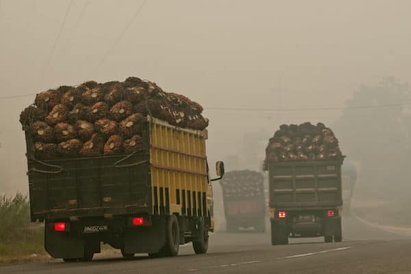 | Trucks loaded with oil palm fruit navigate through the smoke of peatland fires in Sumatra Indonesia Although illegal in the country fires continue to be used to clear land for palm oil production Image © Ulet Ifansasti Greenpeace | MR Online