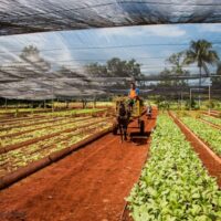 An organopónicos farm near Alamar, Cuba. Photo by Melanie K. Reed/Flickr.