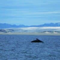 A humpback whale swims along the Greenlandic ice sheet in the Davis Strait south of Nuuk. Around 85% of the surface area of Greenland is covered by ice. Source: Wikimedia Commons.