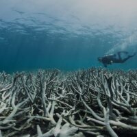 Coral bleaching off Heron Island in Queensland in 2016. Credit: The Ocean Agency/XL Catlin Seaview Survey/Richard Vevers