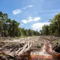 In 2023 alone, 3.7 million hectares of primary tropical forest was destroyed — the equivalent of 10 soccer fields every minute of every day.