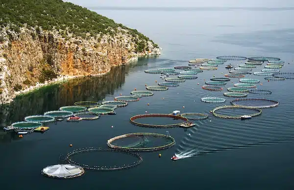 | Fish farm in Saronic Gulf | MR Online