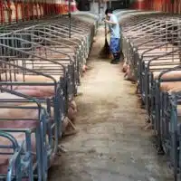 A confined pig breeding facility operated by Jiangxi Zhengbang Breeding Company in Jiangxi Province.