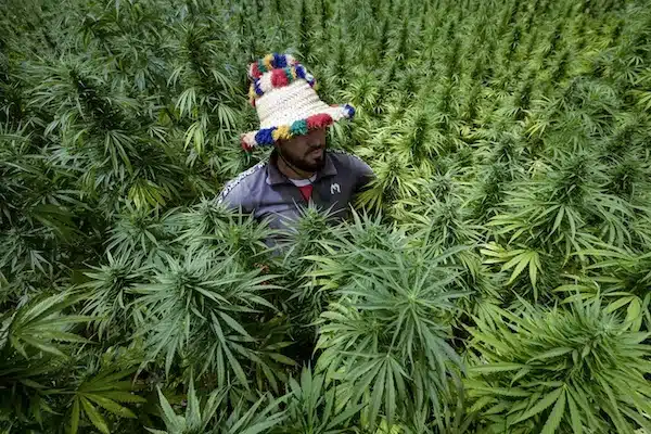 | A farmer checks crops of cannabis in the commune of Mansoura in the Chefchaouen region southeast of Tangiers Morocco on 18 July Fadel SennaAFP | MR Online