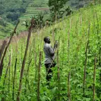 Climbing beans in southwestern Uganda. Credit: CIAT/NeilPalmer.