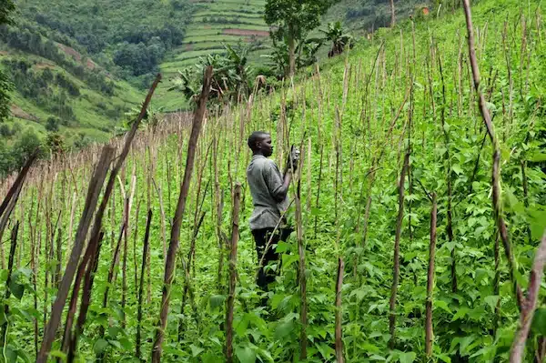 | Climbing beans in southwestern Uganda Credit CIATNeilPalmer | MR Online